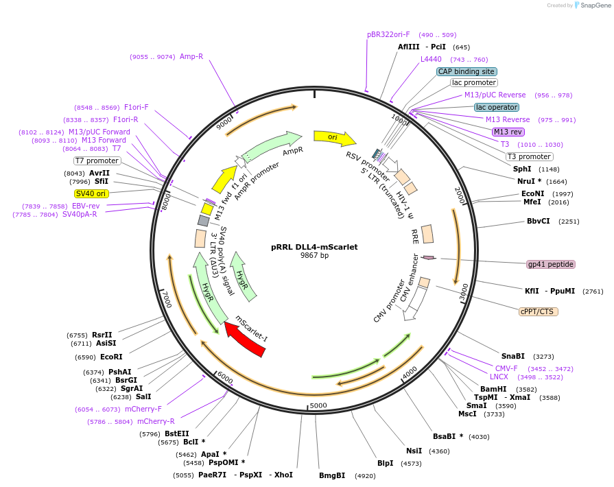 258461-plasmid-map-sequence-id-516630