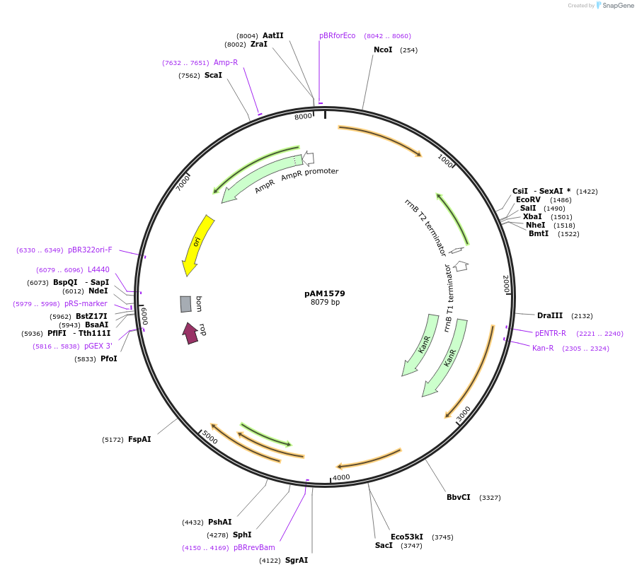 40240-plasmid-map-sequence-id-51666