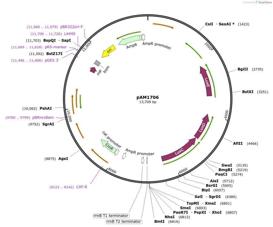 40242-plasmid-map-sequence-id-51668