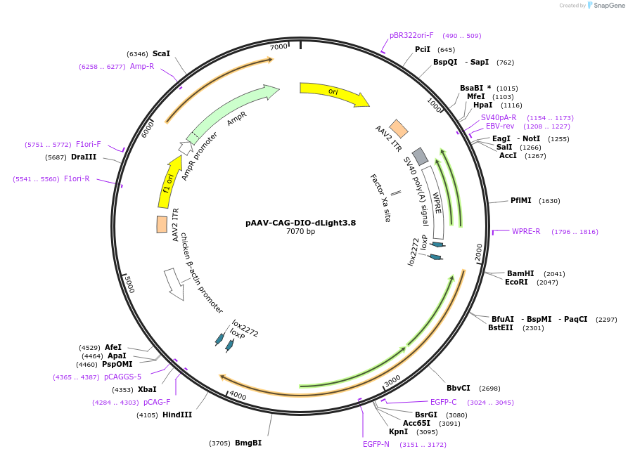 257861-plasmid-map-sequence-id-516723