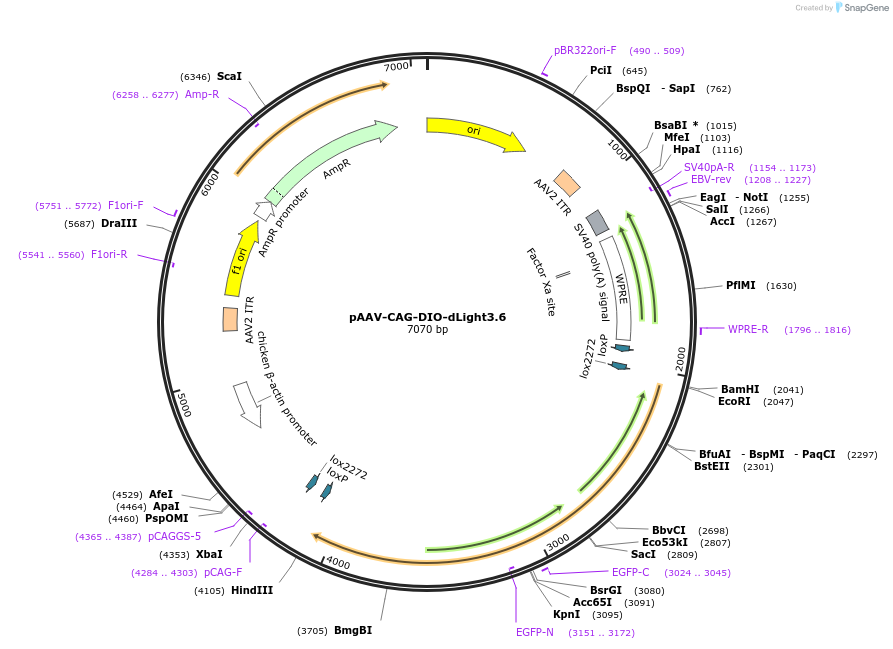 257860-plasmid-map-sequence-id-516724