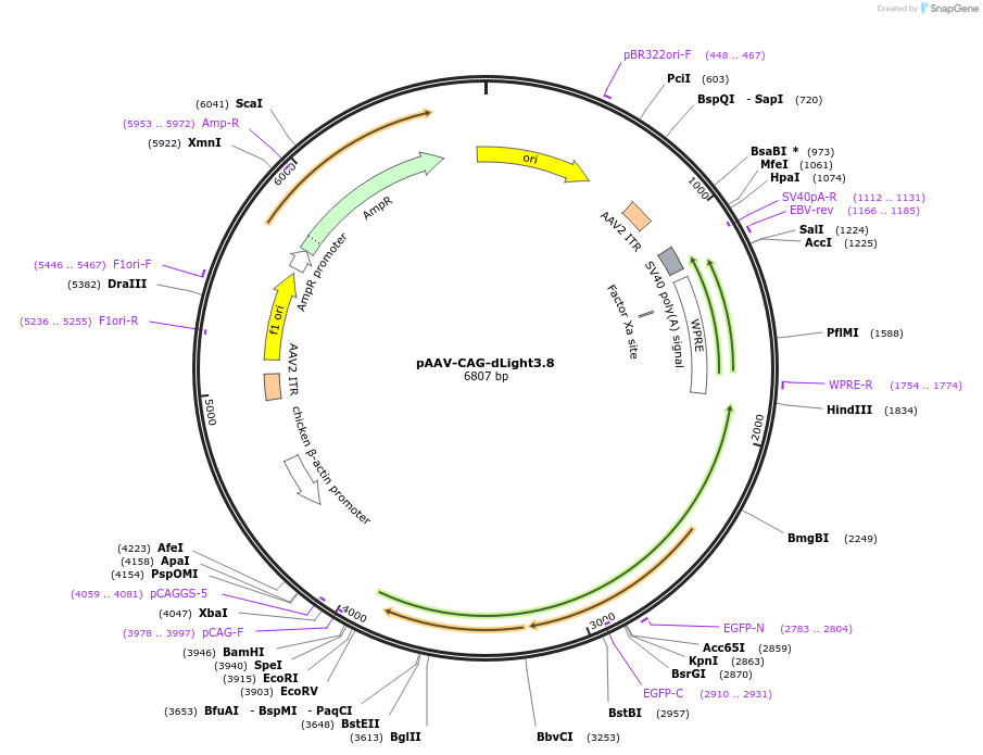 257859-plasmid-map-sequence-id-516726