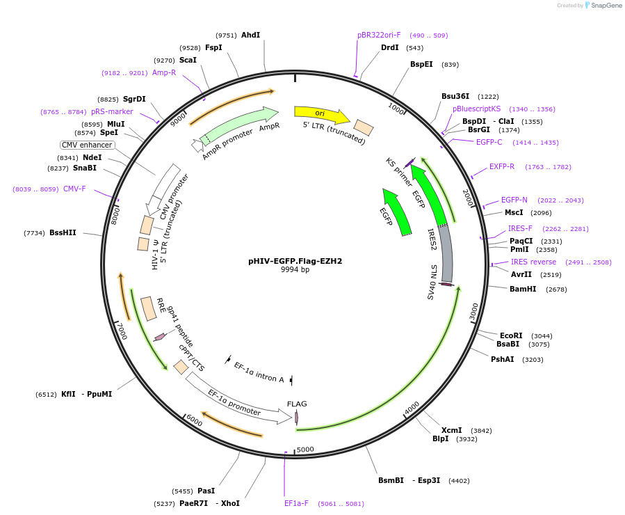 220243-plasmid-map-sequence-id-516754