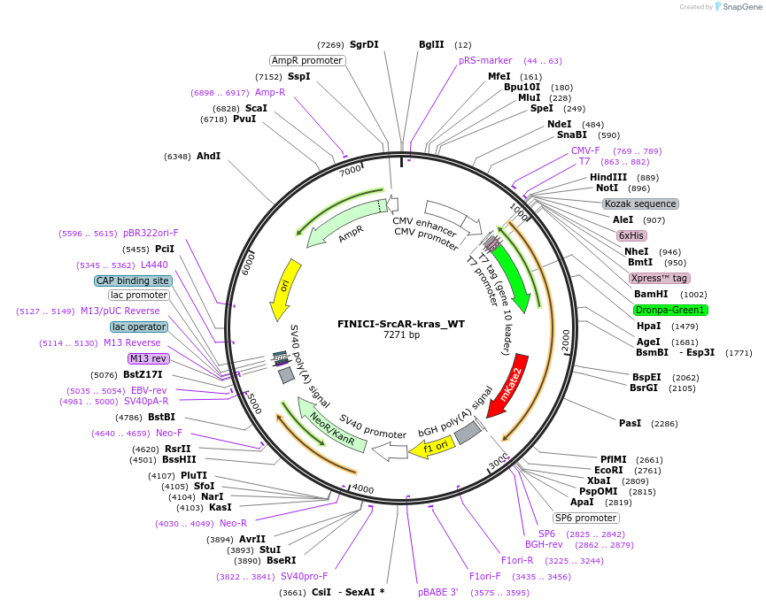 257343-plasmid-map-sequence-id-516757