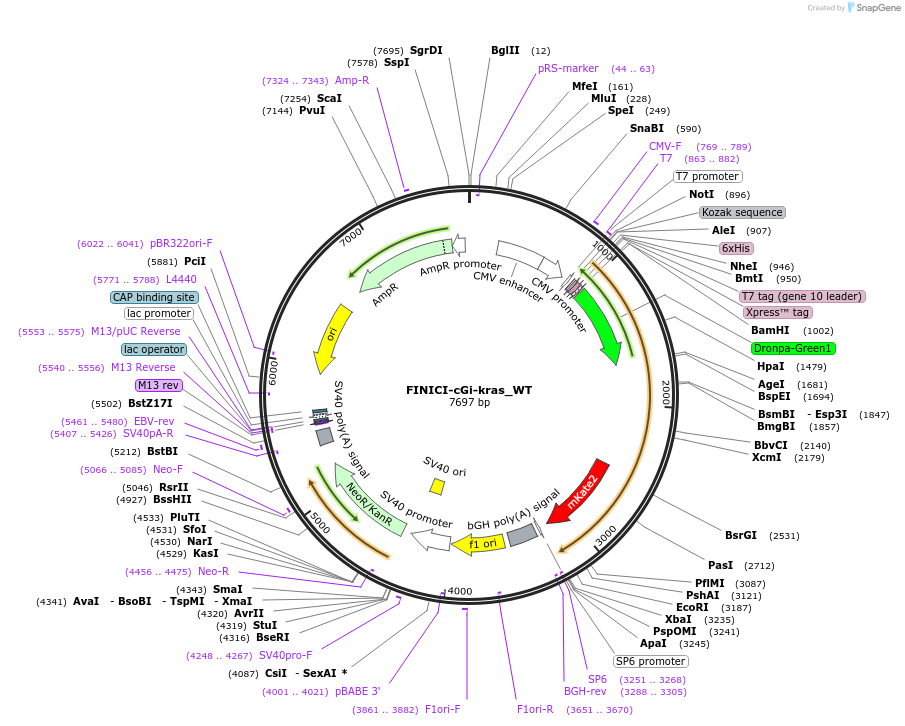 257348-plasmid-map-sequence-id-516760