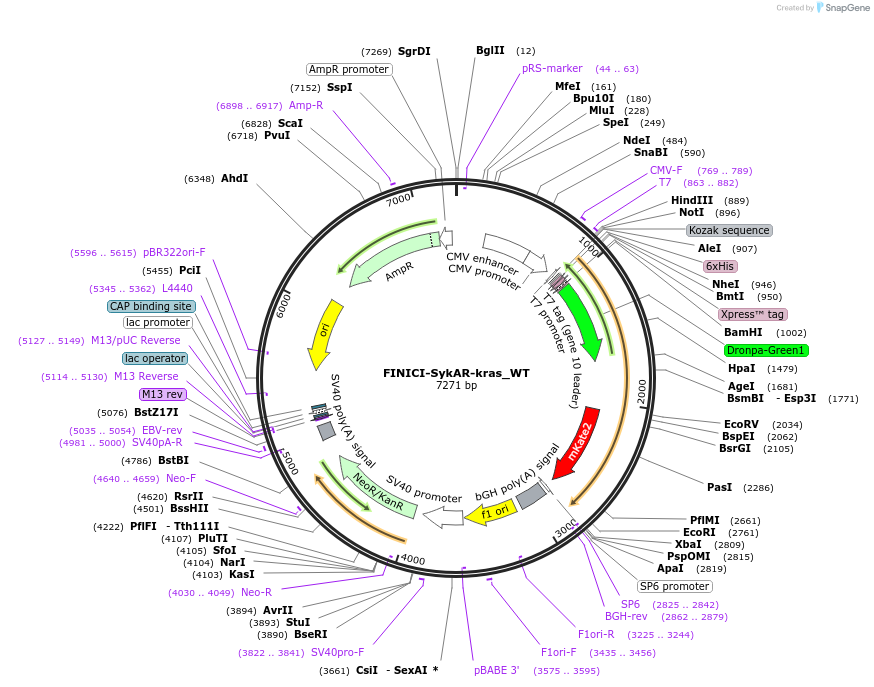 257345-plasmid-map-sequence-id-516762