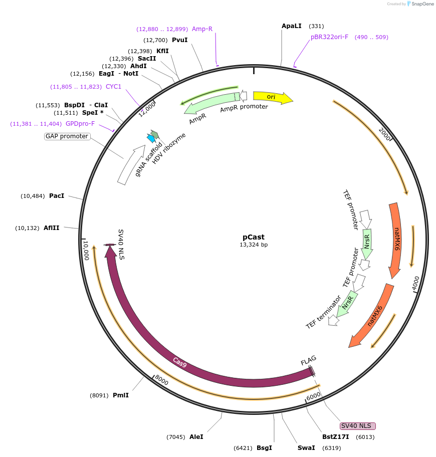 200169-plasmid-map-sequence-id-516776