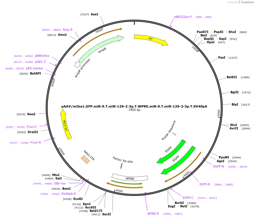 226475-plasmid-map-sequence-id-516790