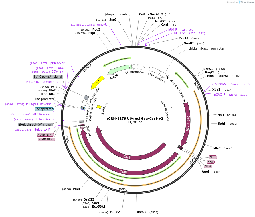 201914-plasmid-map-sequence-id-516822