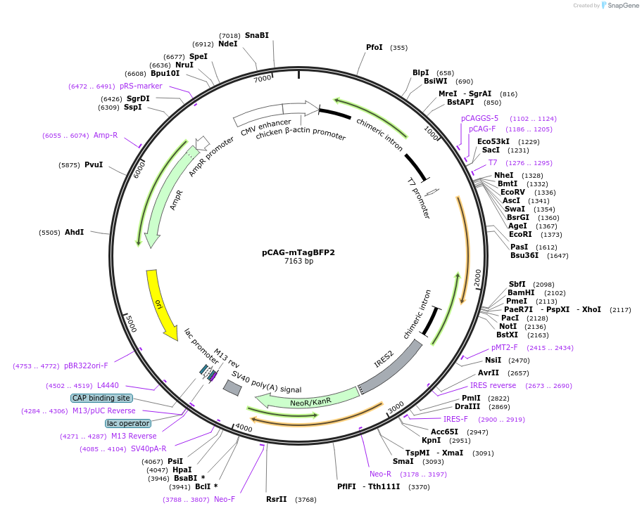 122373-plasmid-map-sequence-id-516830