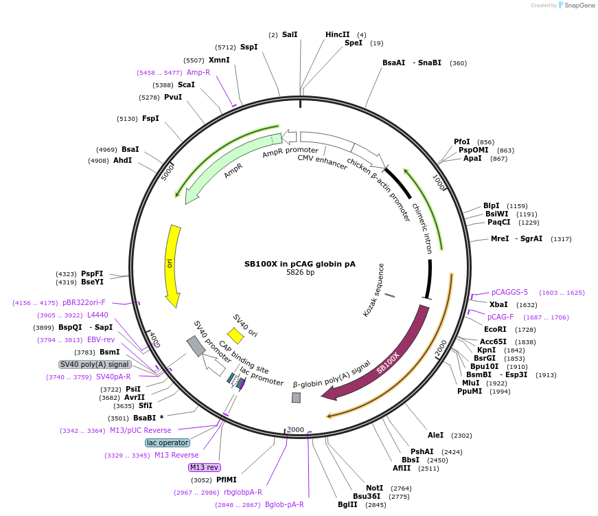 127909-plasmid-map-sequence-id-516832