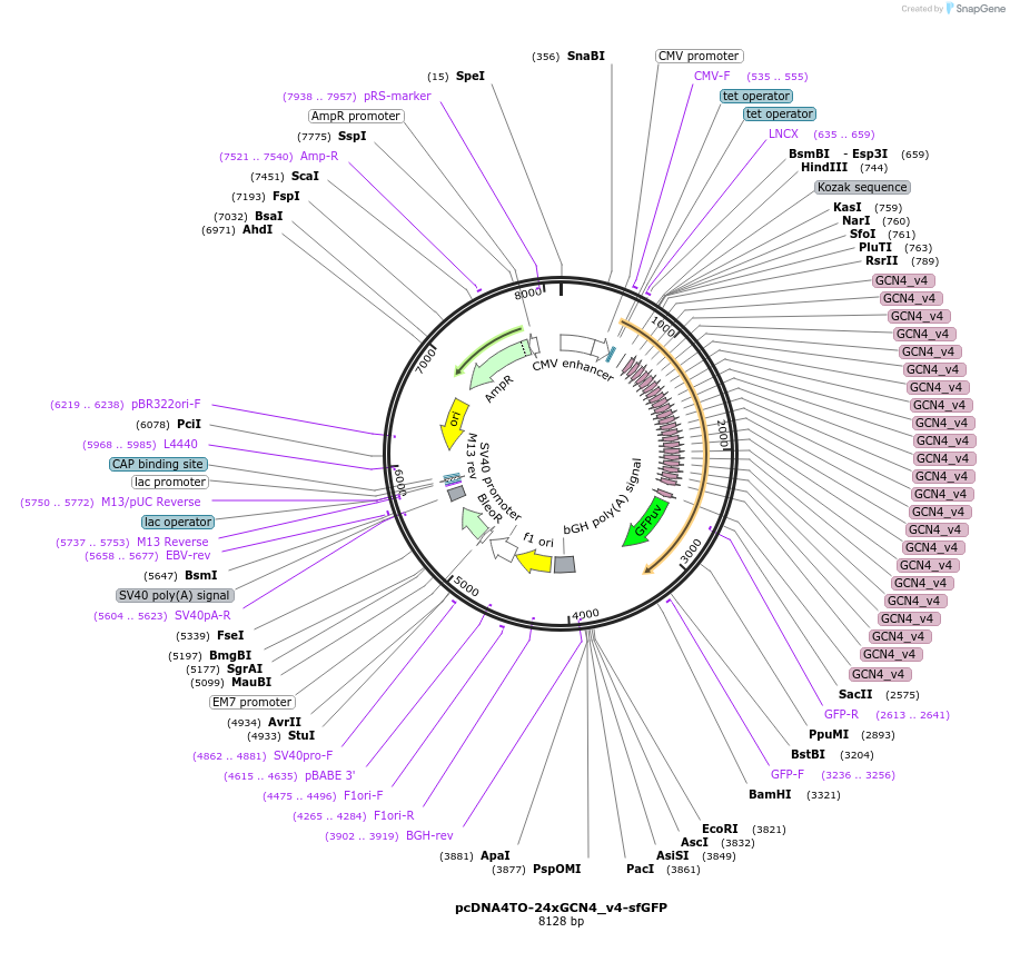 61058-plasmid-map-sequence-id-516834