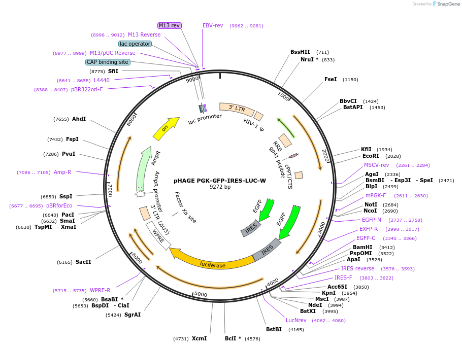 46793-plasmid-map-sequence-id-516835