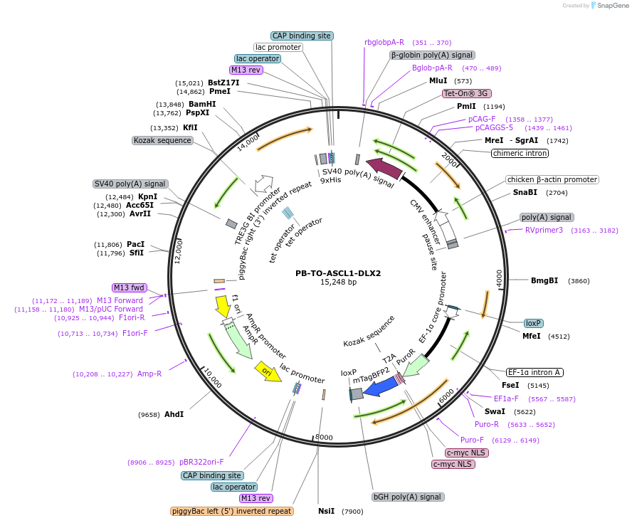 182307-plasmid-map-sequence-id-516841