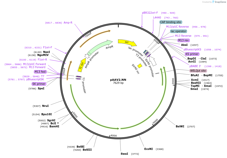 242202-plasmid-map-sequence-id-516843