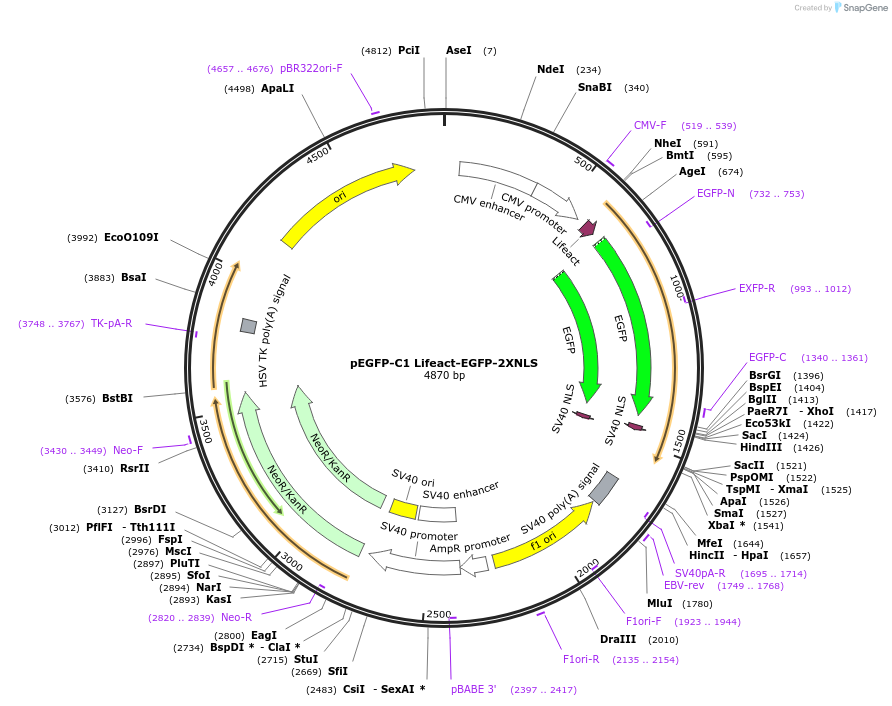 58467-plasmid-map-sequence-id-516847