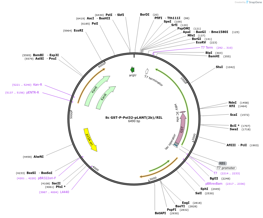 257903-plasmid-map-sequence-id-516870