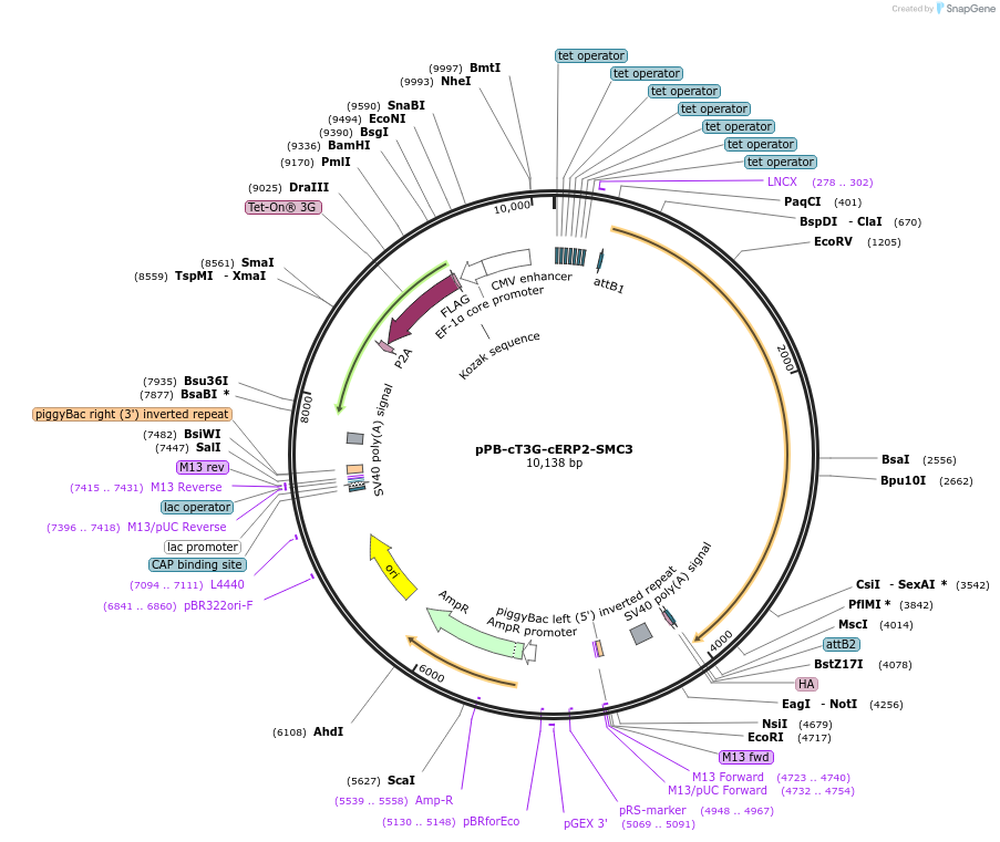 222554-plasmid-map-sequence-id-517070
