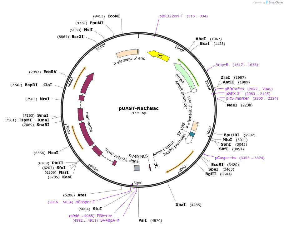 40283-plasmid-map-sequence-id-51708