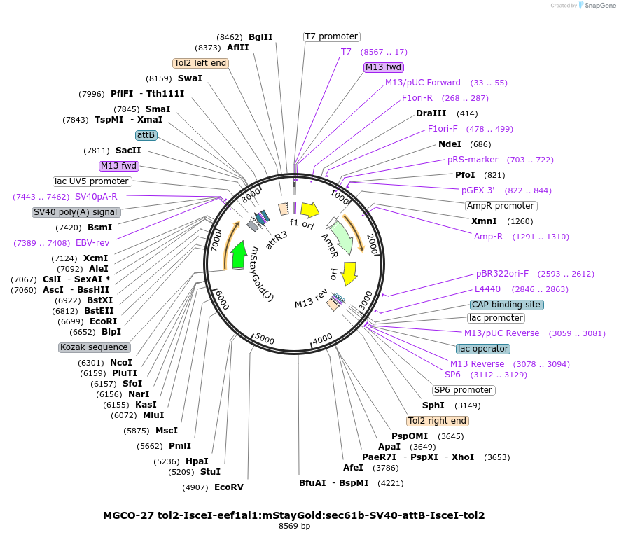 258401-plasmid-map-sequence-id-517093