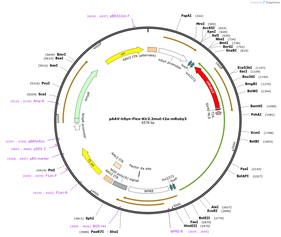 255749-plasmid-map-sequence-id-517106