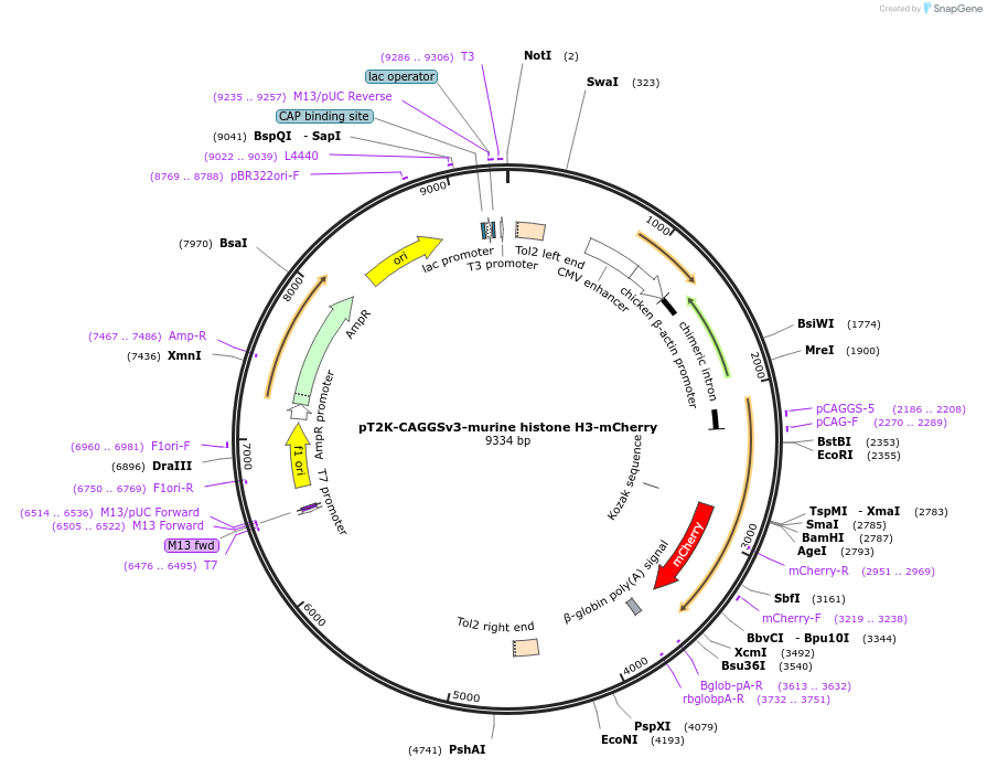256111-plasmid-map-sequence-id-517111
