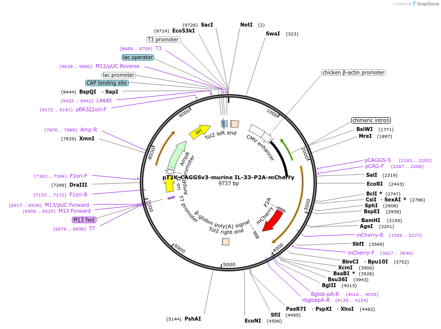 256113-plasmid-map-sequence-id-517112