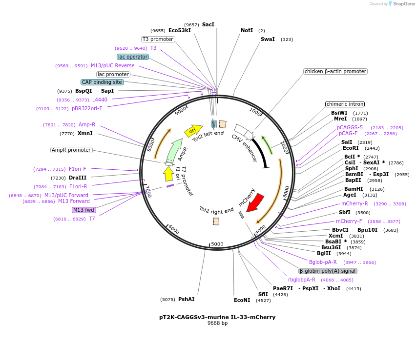 517116_map