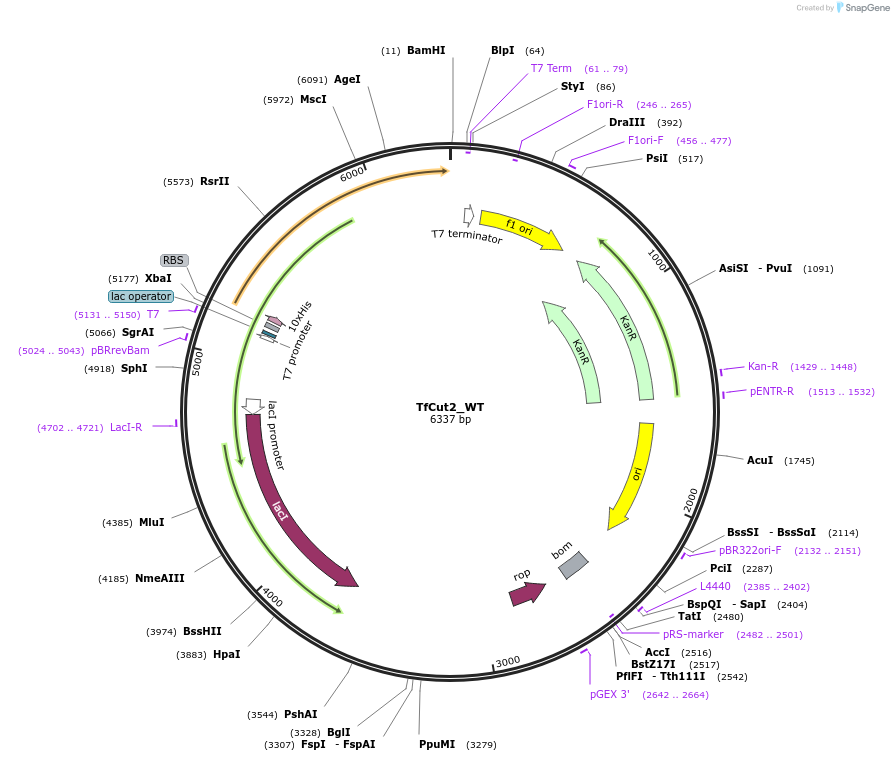 257150-plasmid-map-sequence-id-517137
