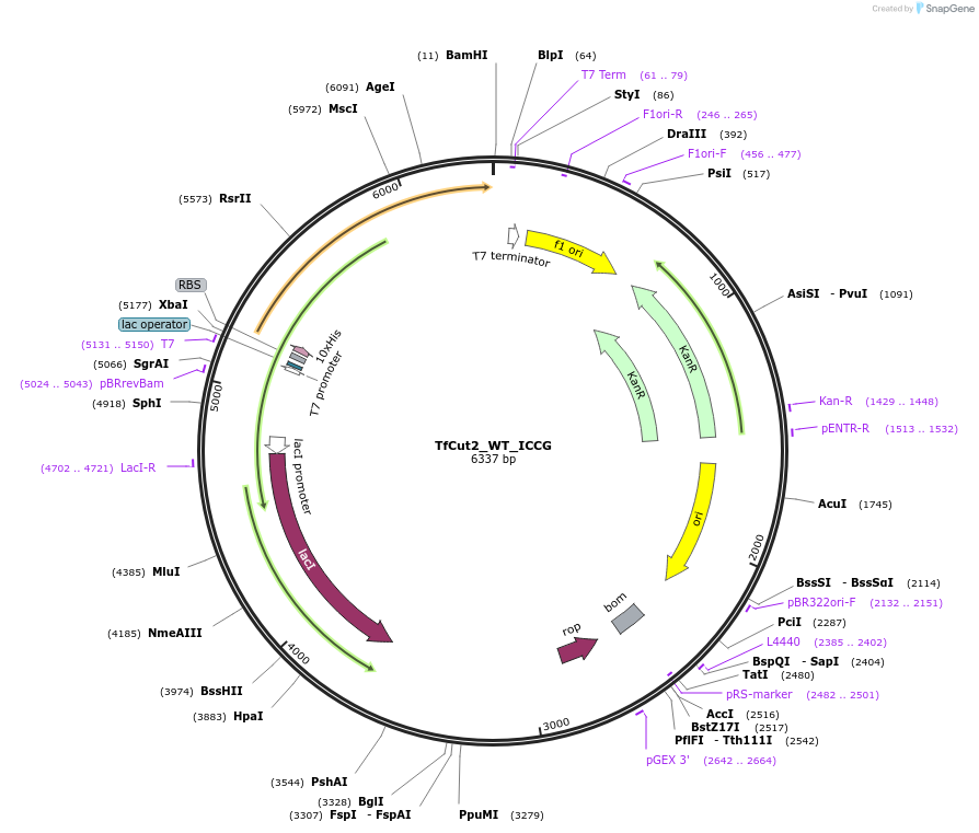 257151-plasmid-map-sequence-id-517140