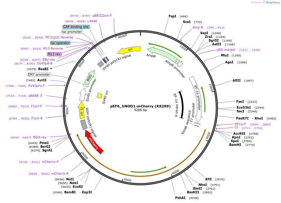 259226-plasmid-map-sequence-id-517375
