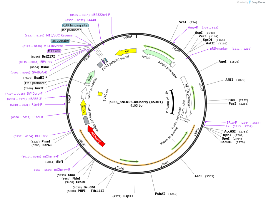 259235-plasmid-map-sequence-id-517379