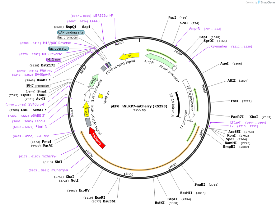 259236-plasmid-map-sequence-id-517403