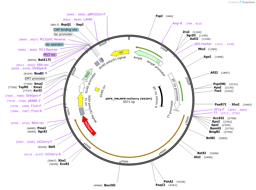 259237-plasmid-map-sequence-id-517429