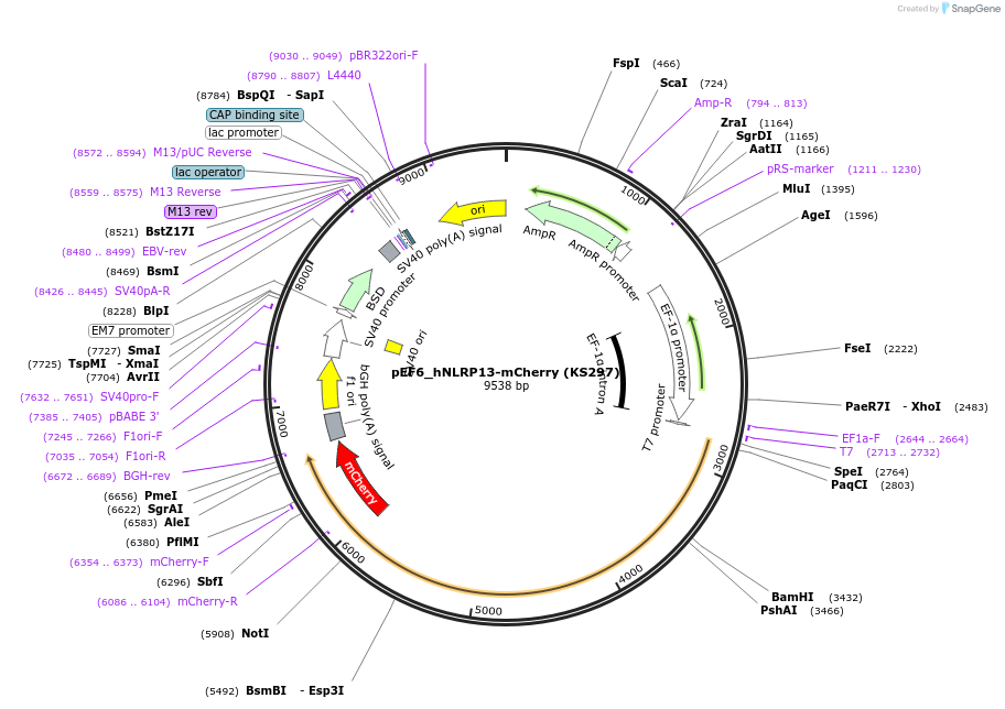 259242-plasmid-map-sequence-id-517430
