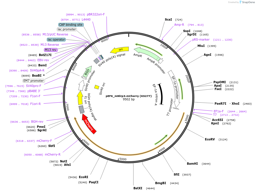 259248-plasmid-map-sequence-id-517432