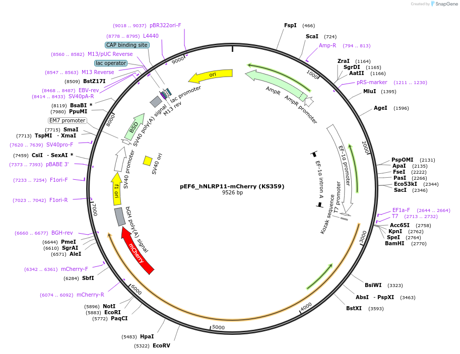 259240-plasmid-map-sequence-id-517434