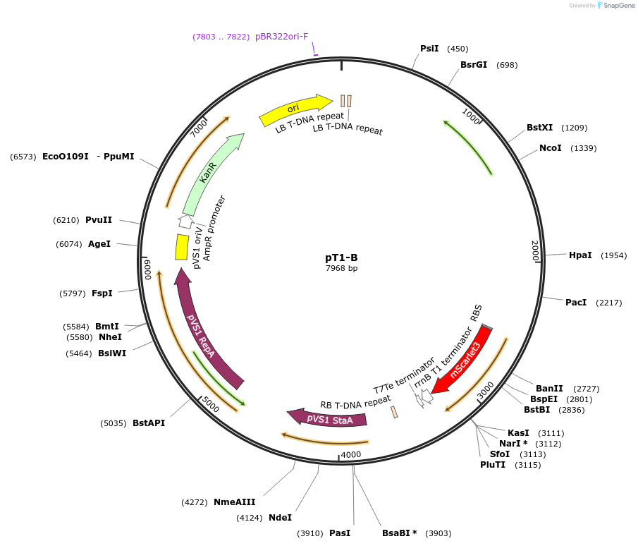 259183-plasmid-map-sequence-id-517437