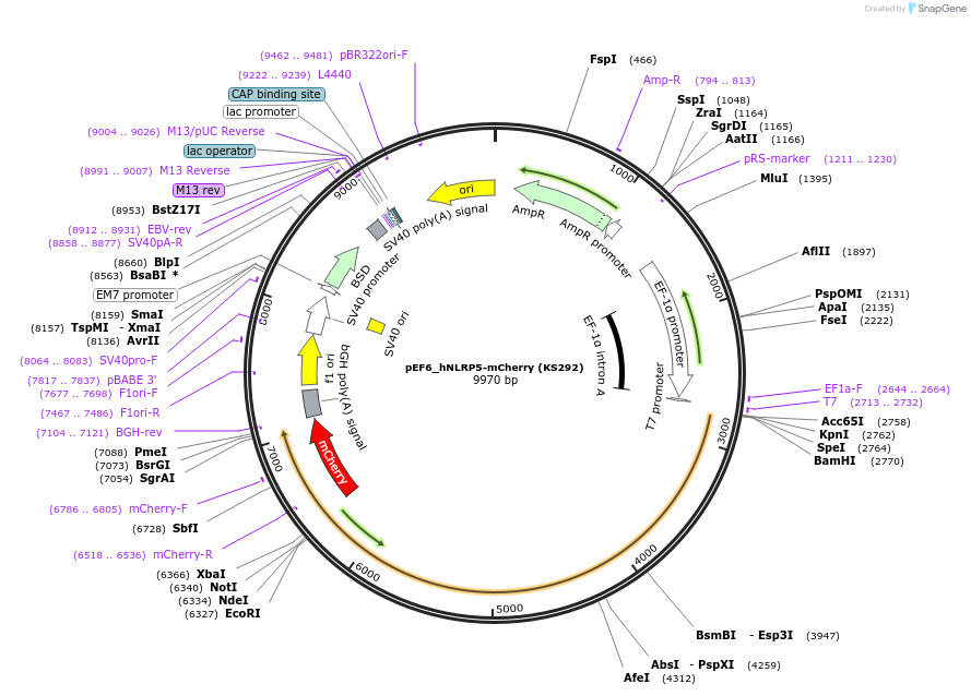 259234-plasmid-map-sequence-id-517441