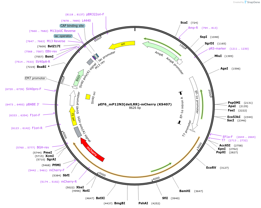 259814-plasmid-map-sequence-id-517452