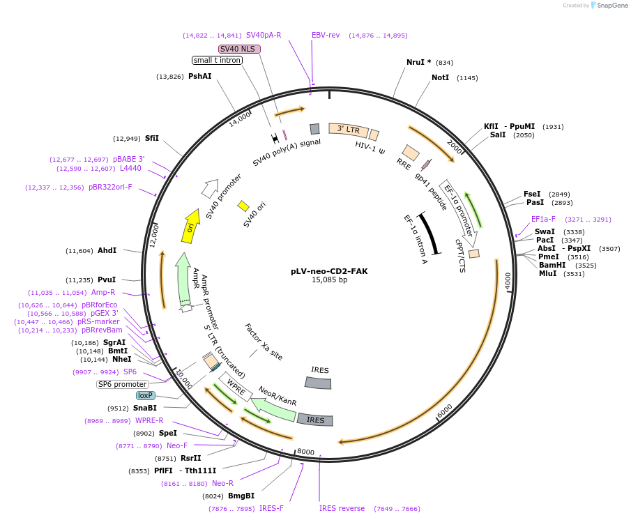 37013-plasmid-map-sequence-id-517513