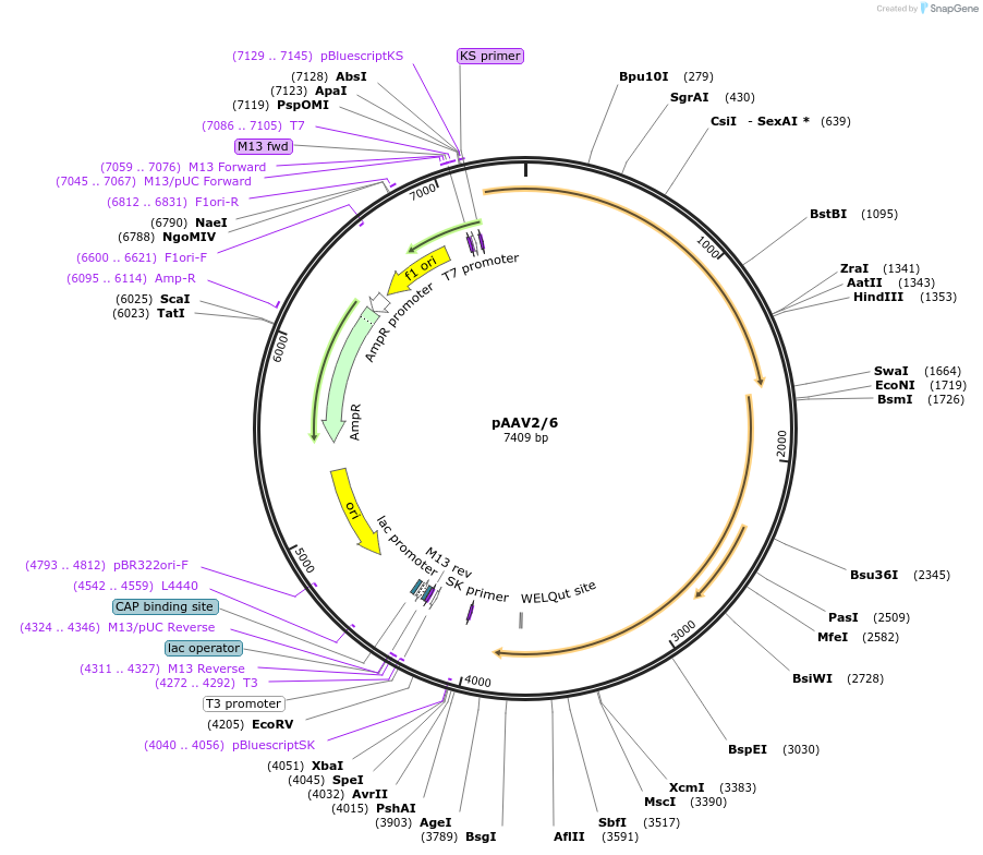 240485-plasmid-map-sequence-id-517520