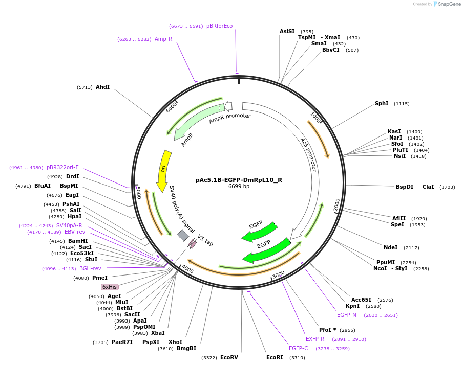 147348-plasmid-map-sequence-id-517521
