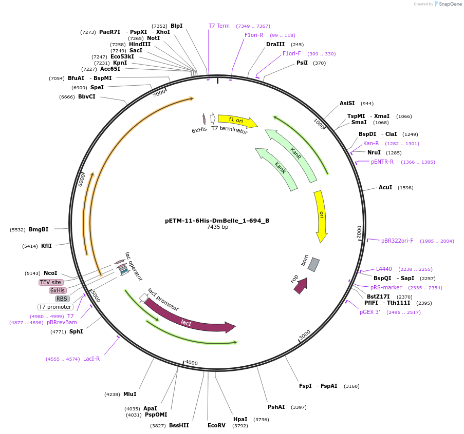 145951-plasmid-map-sequence-id-517522