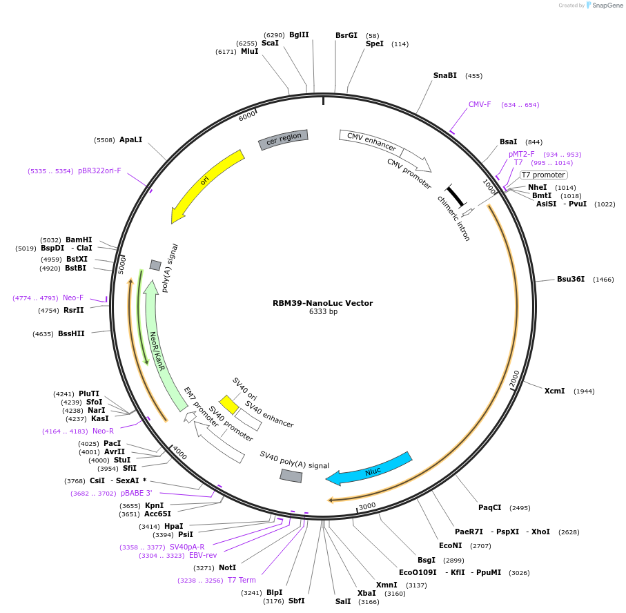 238728-plasmid-map-sequence-id-517642