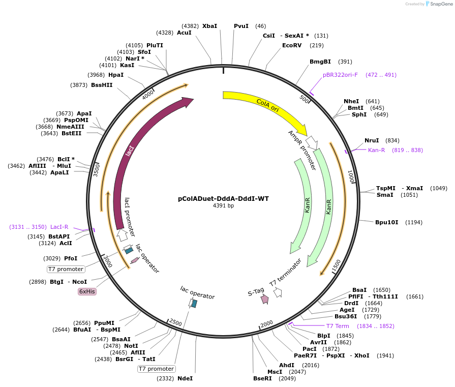 254736-plasmid-map-sequence-id-517645