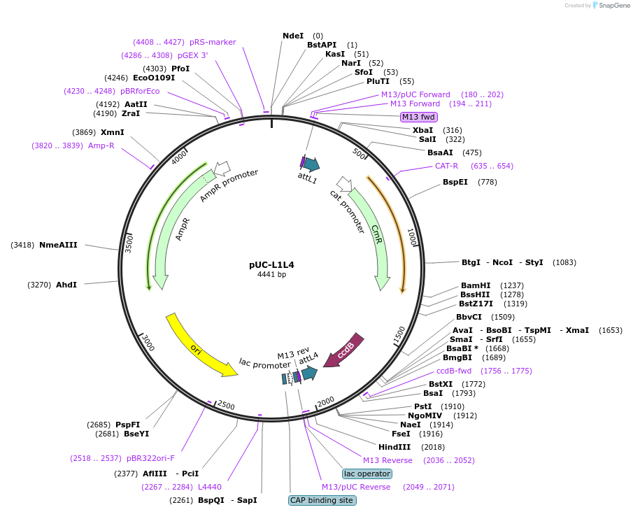 114018-plasmid-map-sequence-id-517655
