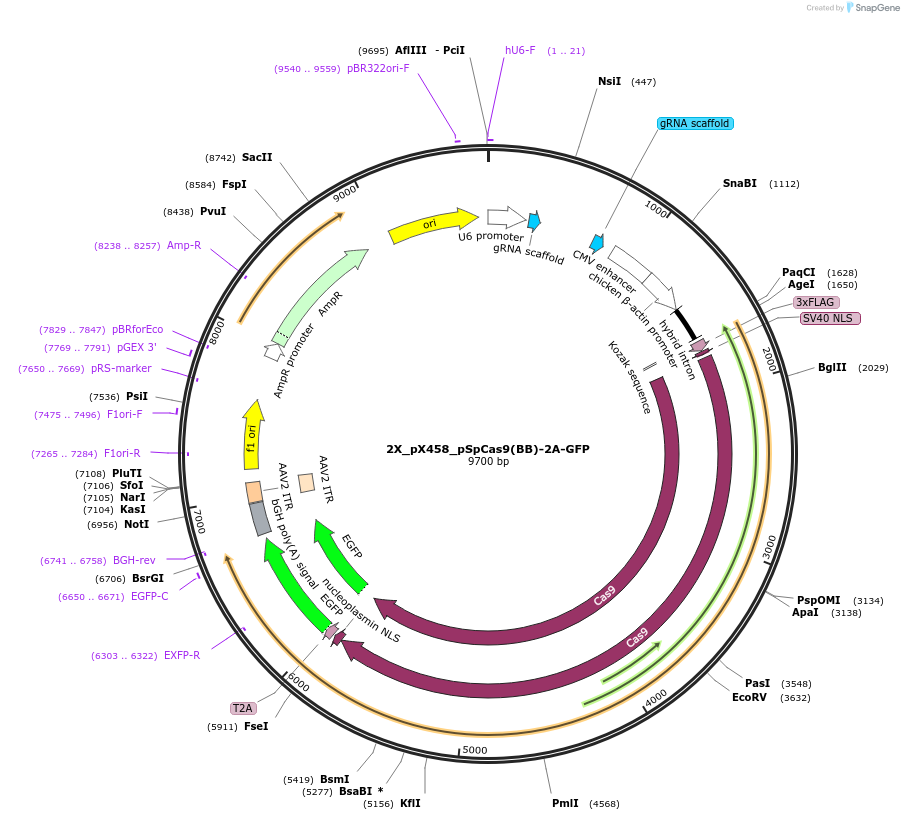 172221-plasmid-map-sequence-id-517771