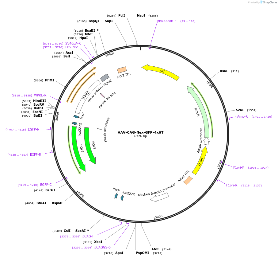 196418-plasmid-map-sequence-id-517773