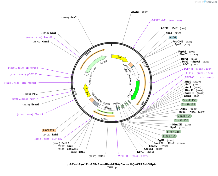 254157-plasmid-map-sequence-id-517788